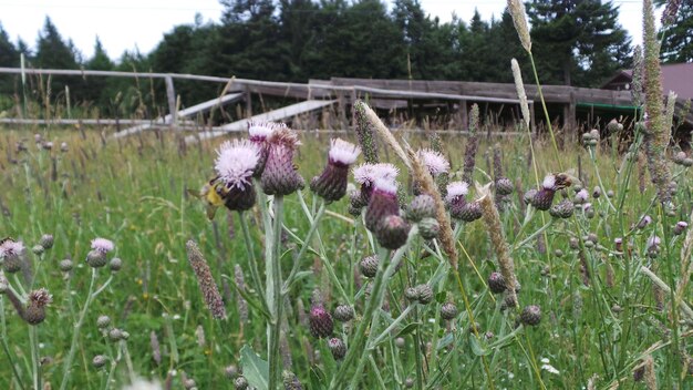 Plants growing on field