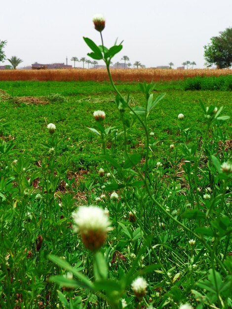 Plants growing in field