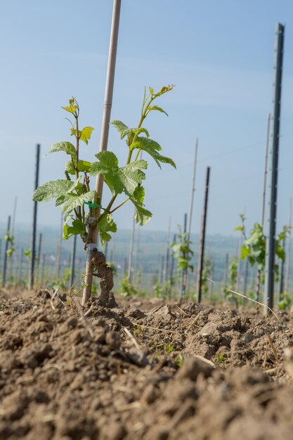 Foto piante che crescono in campo