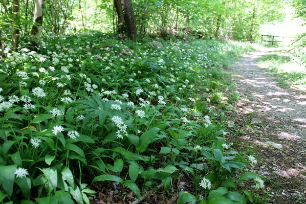 Plants growing on field