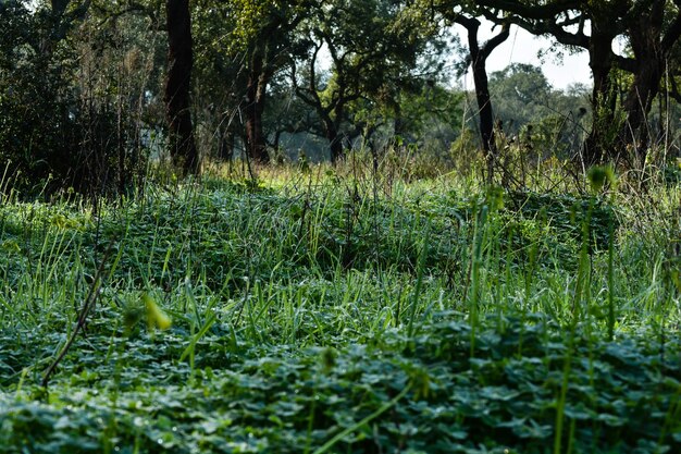 Plants growing on field