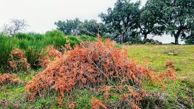 Photo plants growing on field