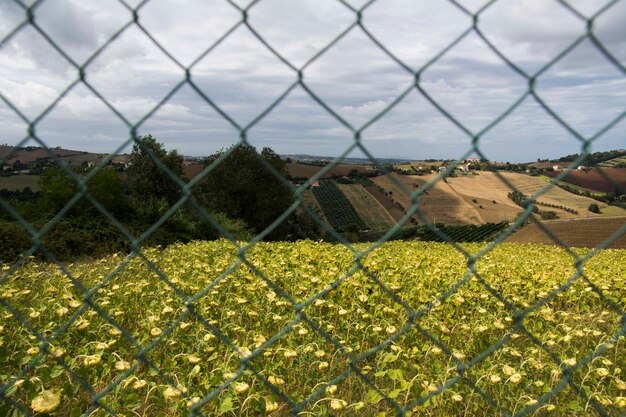 Foto piante che crescono in campo