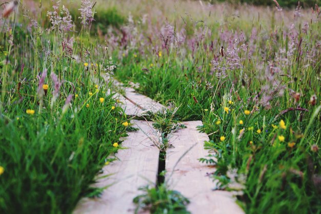 Plants growing on field