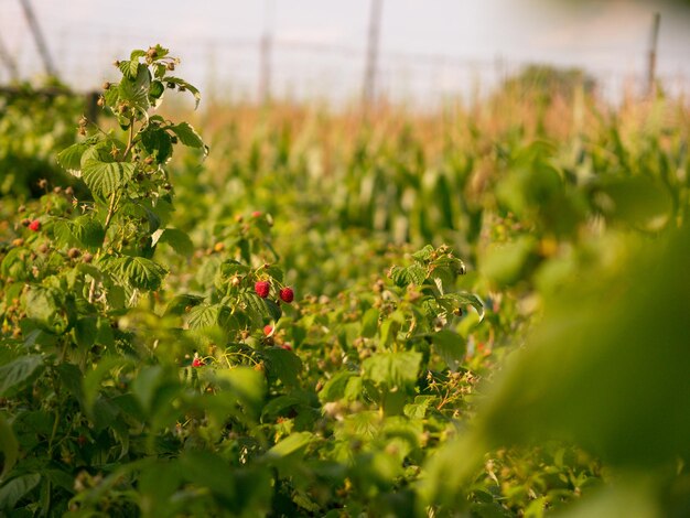 Photo plants growing on field