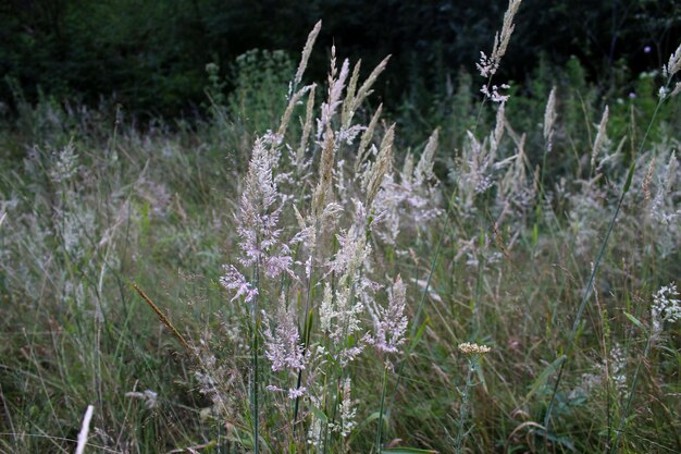 Photo plants growing on field