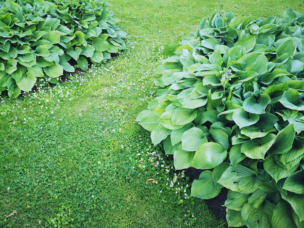 畑で育つ植物