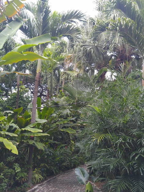 Photo plants growing on footpath