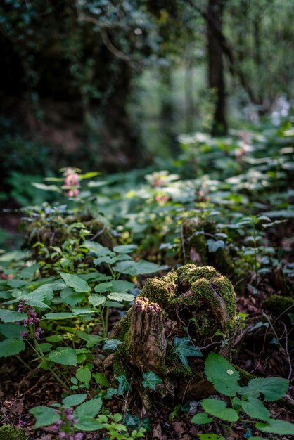 Foto piante che crescono nella foresta