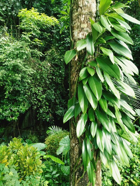 Plants growing in forest