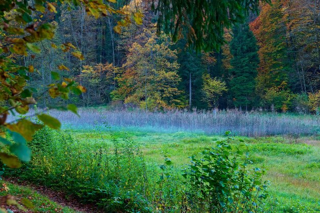 Plants growing in forest