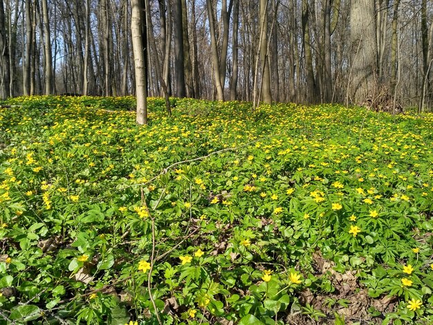 Plants growing in forest