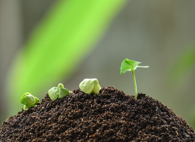 Plants growing from the soil