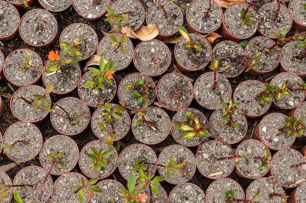 プラスチック容器の庭で育つ植物