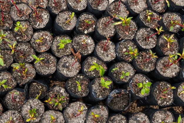 プラスチック容器の庭で育つ植物