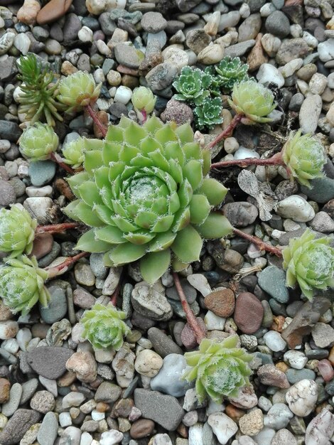 Plants growing in a garden