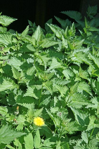 Plants growing in garden