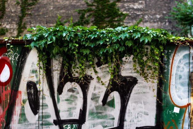 Photo plants growing on graffiti wall