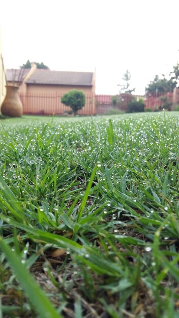 Plants growing on grassy field