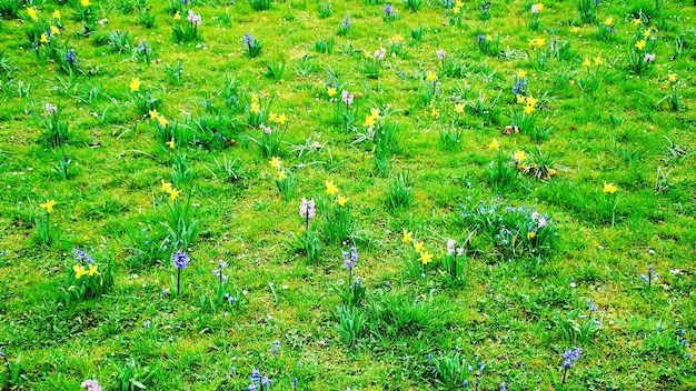 Plants growing on grassy field