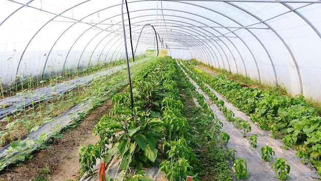 Plants growing in green house