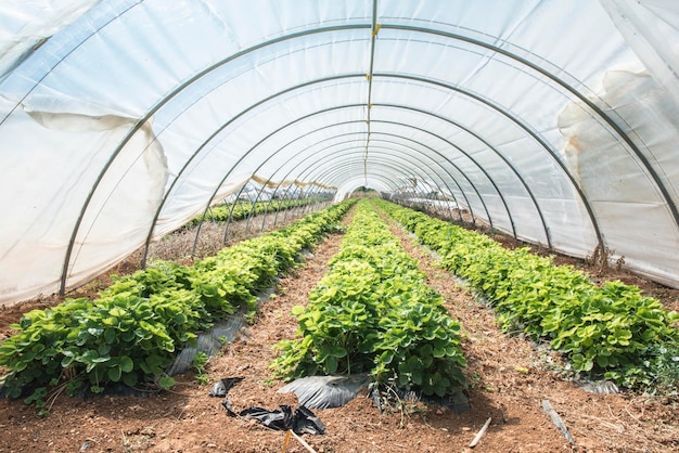 plants growing in greenhouse
