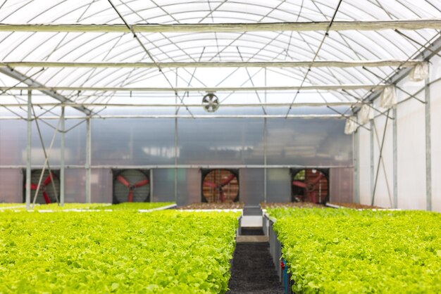 Photo plants growing in greenhouse