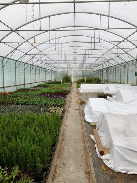 Plants growing in greenhouse