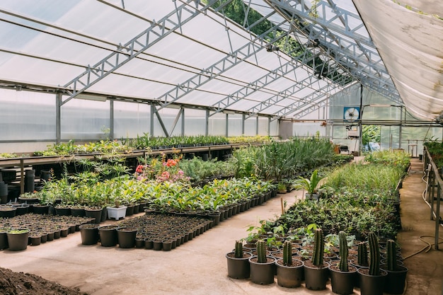 Plants growing in greenhouse