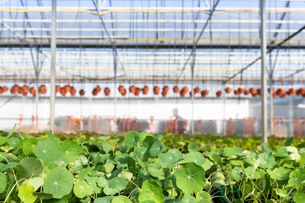 Plants growing in greenhouse