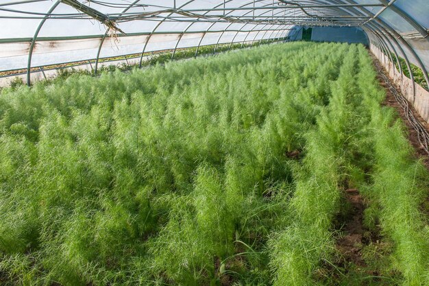 Plants growing in greenhouse