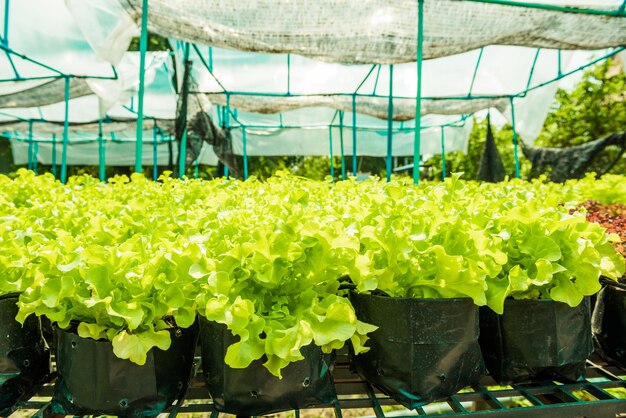 Plants growing in greenhouse