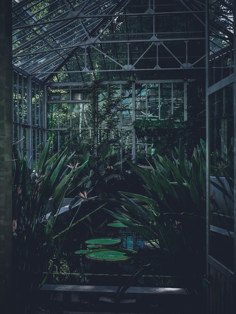 Photo plants growing in greenhouse