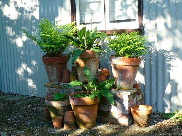 写真 裏庭で育つ植物