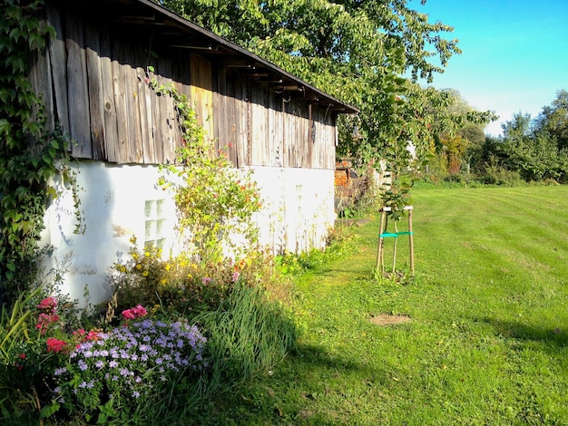 写真 裏庭で育つ植物