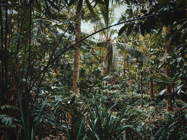 写真 森で育つ植物