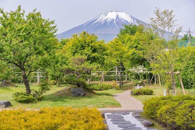 写真 庭で育つ植物