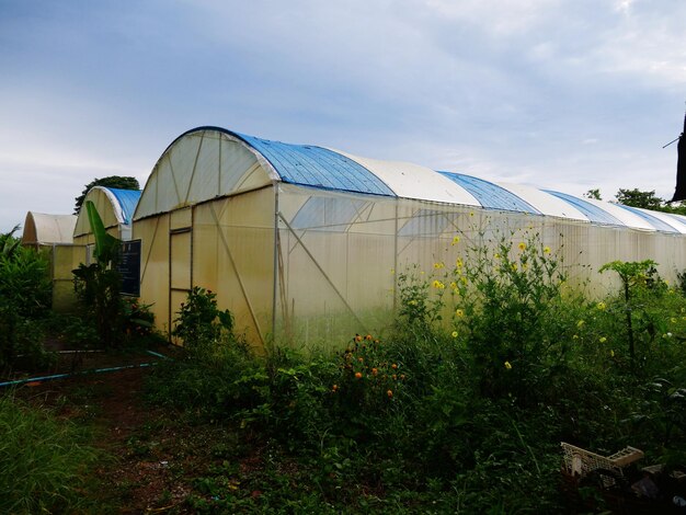 写真 空の向こうで温室で育つ植物