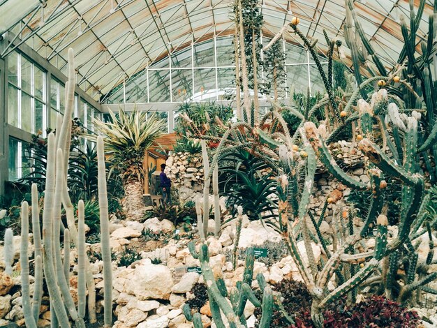 写真 温室で育つ植物