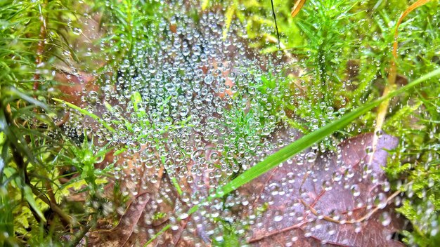 写真 池で育つ植物