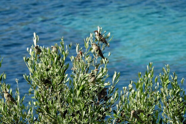 写真 海で育つ植物