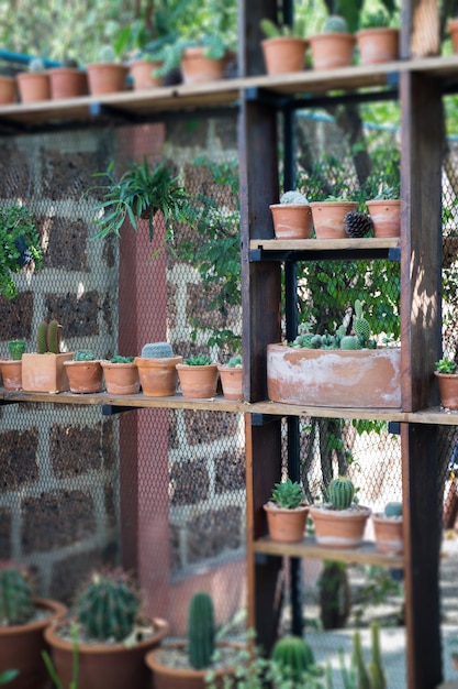 写真 棚で育つ植物