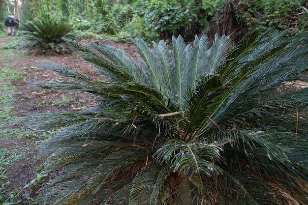 写真 太陽光で育つ植物