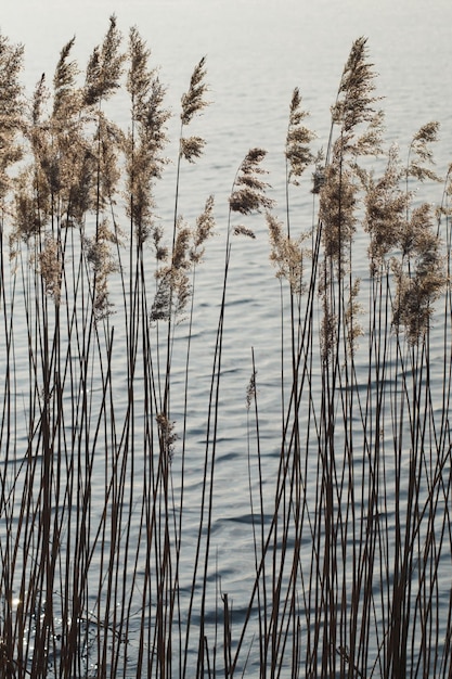 Фото Растения, растущие в воде