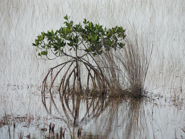 Foto piante che crescono nel lago