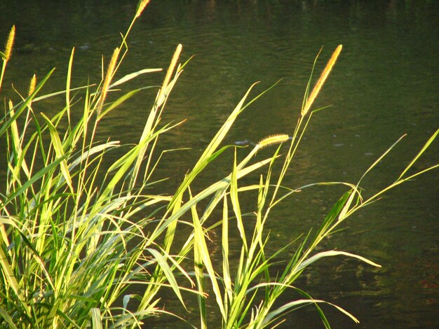 Plants growing in lake