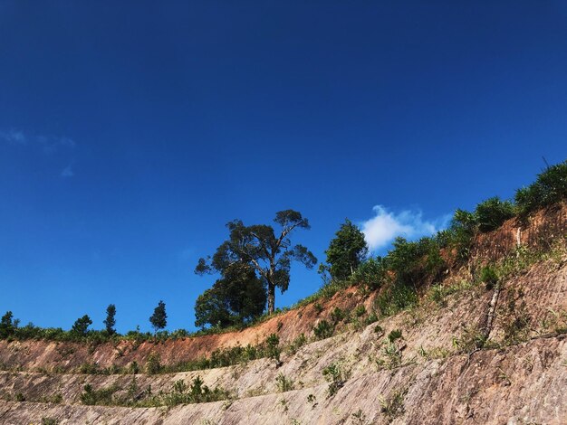 Plants growing on land against blue sky