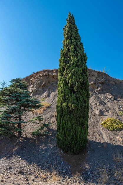 明るい青い空に照らされて陸上で育つ植物