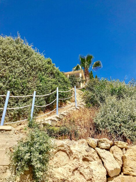 Plants growing on land against clear blue sky