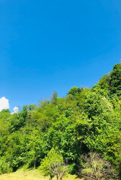 Plants growing on land against clear blue sky